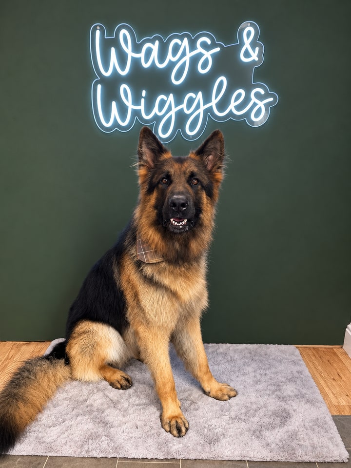 German shepherd sitting in the salon portrait area