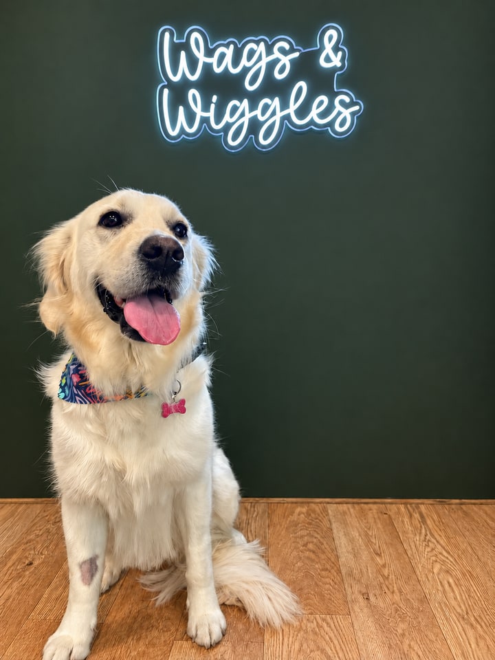 Golden dog looking upwards beside the Wags and Wiggles sign